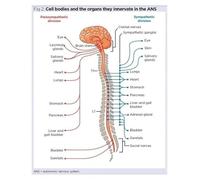 The Nervous System Canvas Art - Artistic Illustration of Autonomic, Spinal & Vagus Nerves - Stylish Educational Wall Decor for Doctor's Office or Science Lover's Home(Framed,12x18inch(30x45cm))