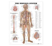 The Nervous System - Gráfico anatómico