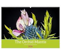 The Orchid Mantis (Wall Calendar 2026 DIN A2 landscape), CALVENDO 12 Month Wall Calendar: The Orchid Mantis a portrait of an exotic insect