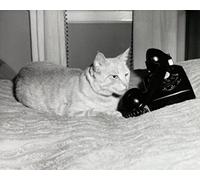 The Poster Corp Cat Lying in Bed with a Telephone Artistica di Stampa (45,72 x 60,96 cm)
