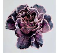 Slow Show,the - Still Life