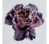 The Slow Show Still Life (CD) Album (Importación USA)