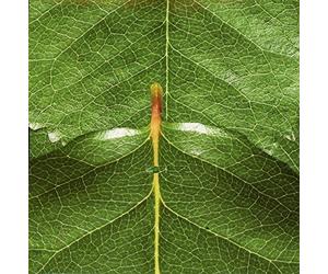 The Solitude Of Prime Numbers by Mike Patton (2011-11-08)