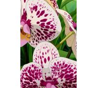 The Speckled and Striped Orchid Journal: Uniqueness and Identity