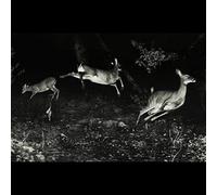 The trees were buzzing, and the grass. [Vinilo]