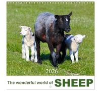 The wonderful world of sheep (Calendar 2026 12" x 24" / 30 x 60 cm (abierto) CALVENDO 12 Month Wall Calendar