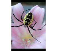 The Woodpecker's World: A Coloring Book: 50+ Pages of Beautiful Downy, Pileated, and Flicker Designs for Bird Lovers. Detailed Illustrations for ... and Creative Fun for Adults and Teens.