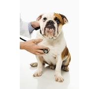 The Zippy Wagmore Book of Natural and Holistic Care for Dogs