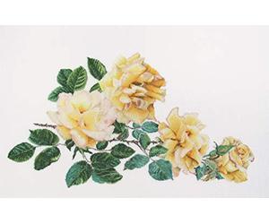 Thea Gouverneur - Kit Punto Croce Contato - Rose - Aida - 18 Conteggi - Per adulti - 429A