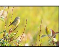 Therapia a Natura: Therapy from Nature