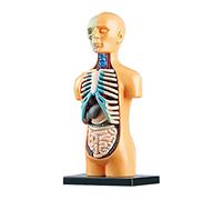 THINCAN Modelo de anatomía de torso humano con corazón para cráneo de cabeza esqueleto cerebral modelo para niños formación pantalla montaje