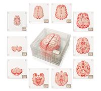 ThinkGeek - Posavasos anatómicos con espécimen de cerebro (juego de 10) - Decoración cerebral 3D para estudiantes de medicina y regalos de neurociencia