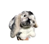 ThisToffGuys Simulación de Pelo Conejo Orejas caídas, Juguete Peluche, Animal pequeño, muñeco, Regalo educación temprana Suave y Lindo, decoración del hogar