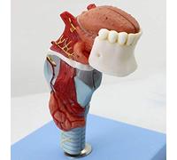 Throat Anatomy Head Modelo Modelo de la boquilla humana Modelo de la boquilla de la tiroides Medical Larynx Skeleton Modelo Escuela Enseñanza Mostrar herramienta Laboratorio