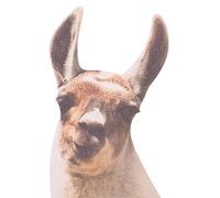 Thumbs Up Rama with Llama - Vinilo de Ventana Lama