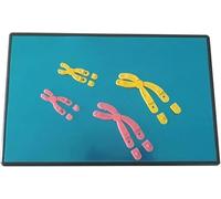 TIANQIHAO Conjunto De Modelos Magnéticos para La Visualización De Cambios Cromosómicos, Componente del Modelo De Meiosis De Cambios Cromosómicos, Instrumento De Enseñanza De Biolog