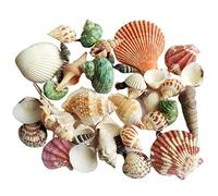 TIANQUXNGI Casa ermitaña natural de caracola marina de 120 g, práctica para S