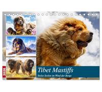 Tibet Mastiffs. Stolze Seelen im Wind der Berge (Tischkalender 2026 DIN A5 quer), CALVENDO Monatskalender: Wildromantische Bilder von majestätischen und kraftvollen Hunden