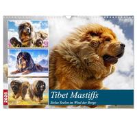 Tibet Mastiffs. Stolze Seelen im Wind der Berge (Wandkalender 2026 DIN A3 quer), CALVENDO Monatskalender: Wildromantische Bilder von majestätischen und kraftvollen Hunden