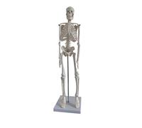 TIDTALEO Estudio de Anatomía Flexible y Lavable para Educación Médica y Yoga