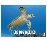 Tiere des Meeres: Faszination Tauchen (Wandkalender 2026 DIN A3 quer), CALVENDO Monatskalender: Haie, Wale, Delfine: Tauchen Sie ab in die blaue Tiefe