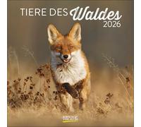 Tiere des Waldes 2026: Broschürenkalender mit Ferienterminen. Format: 30 x 30 cm