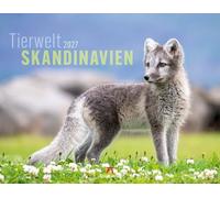 Tierwelt Skandinavien Kalender 2027: Bildgewaltiger Tier-Kalender im großen Querformat (54x42 cm) | Polarfuchs, Bär, Walross & Rentier im hohen Norden