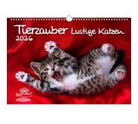 Tierzauber Divertidos gatos calendario DIN A3 para 2026 gatos divertidos - Contenido del juego: 1 x calendario, 1 x colgante de Navidad, 1 x colgante de felicitación (total 3 piezas)