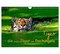 Tiger - die leisen Jäger des Dschungels (Wandkalender 2026 DIN A4 quer), CALVENDO Monatskalender: Der Tiger im Portrait