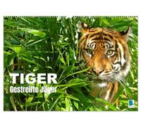 Tiger: Gestreifte Jäger (Wandkalender 2026 DIN A2 quer), CALVENDO Monatskalender: Tiger: die größte Katzenart der Erde lebt in Asien