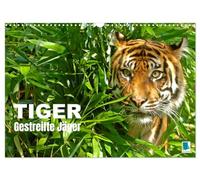 Tiger: Gestreifte Jäger (Wandkalender 2026 DIN A3 quer), CALVENDO Monatskalender: Tiger: die größte Katzenart der Erde lebt in Asien