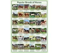 Tiger Moon The Tiger Moon Trading Company Ltd Populares Razas de Caballos Póster A2 Tamaño 42 x 59,4 cm - Papel laminado