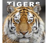 Tigers Calendar 2026 Square Wildlife Safari Big Cats Wall Calendar - 16 Month