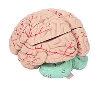 TIKATARER Modelo de Anatomía Cerebral, Profesionales del Modelo de Cerebro Médicos Enseñando de Cerebro Humano Anatomía Humana para Exhibición de la Escuela del Hospital