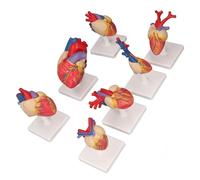 TIKATARER Modelo de Anatomía del Corazón de 7 Piezas, Modelo de Corazón Humano de PVC de Tamaño Natural, de Pared Anterior Extraíble con Base de Soporte de Texturas Detalladas, Ideal para la