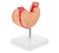 TIKODIDA Modelo Anatómico de Estómago Humano de Plástico Duradero, 1 Pieza, Material Didáctico para Enseñanza Científica y Explicación Anatómica en Aulas Educativas