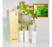 Tilo - arbolito de pequeño tamaño en Caja de Madera (3)