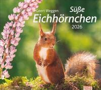 times&more Eichhörnchen Bildkalender 2026: Die niedlichen Waldbewohner in einem dekorativen Wandkalender, fotografiert von Geert Weggen. times&more Tier-Kalender.