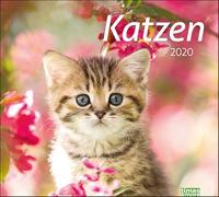 Times&more Katzen Bildkalender. Wandkalender 2020. Monatskalendarium. Spiralbindung. Formato 30 x 27 cm