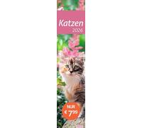times&more Katzen Langplaner 2026: Immer alle Termine im Blick mit dem Streifen-Kalender für Büro und Zuhause. Süße Katzenfotos in einem praktischen Terminplaner - times&more