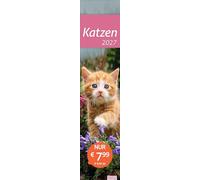 times&more Katzen Langplaner 2027: Immer alle Termine im Blick mit dem Streifen-Kalender für Büro und Zuhause. Süße Katzenfotos in einem praktischen Terminplaner.