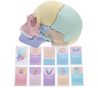 TINEASUR Modelo de Cráneo Humano Desmontable para Anatomía Diseño Desmontable y Plástico Resistente Adecuado para Enseñanza y Estudio Detallado de Calaveras Pequeñas