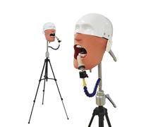 Tipodonto dental Modelo de dientes Maniquí simulador dental Cabeza fantasma Tipodonto dental educativo Con dientes extraíbles Cabeza fantasma con trípode Para Simulación dental, práctica y enseñanza