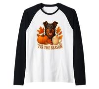 Tis The Season Beauceron Dog Otoño-Otoño Pumpkin Spice Cute Camiseta Manga Raglan