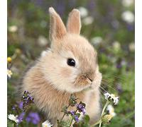 Tischdeko 20 Servilletas Papel Decoradas Manualidades Conejo en el Pradero de Pascua