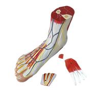 Tmboryuu Modelo preciso de anatomía del pie con músculos vasos sanguíneos S Bone PVC para entrenamiento médico, modelo de nervio del pie para educación