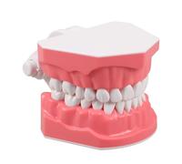 TOBBOMEY Modelo de Enseñanza Estándar de Estructura Clara para Demostración y Estudio, Herramienta de Formación Docente Reutilizable, Modelo de Cepillado de Dientes para Educación Bucal en