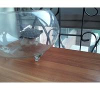 Todd Rundgren - Live in Japan [Alemania] [DVD]