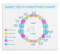 Toddler Tooth Development Chart Poster Parenting Resource Educational Print