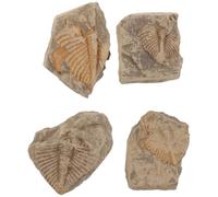 Toddmomy 4 ejemplares de trilobites: Ejemplares de trilobites para colecciones de paleontología, material didáctico para ciencias - Restos de artrópodos antiguos para estudios geológicos en el